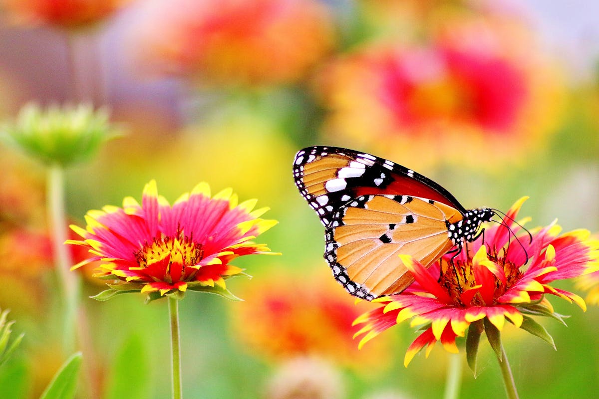 Spring in Corfu - Easter Traditions & Wildflowers